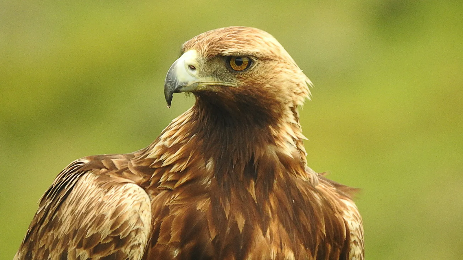 Steinadler