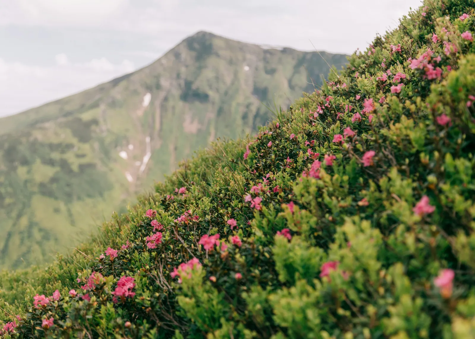 Alpenrosen an einem Berghang