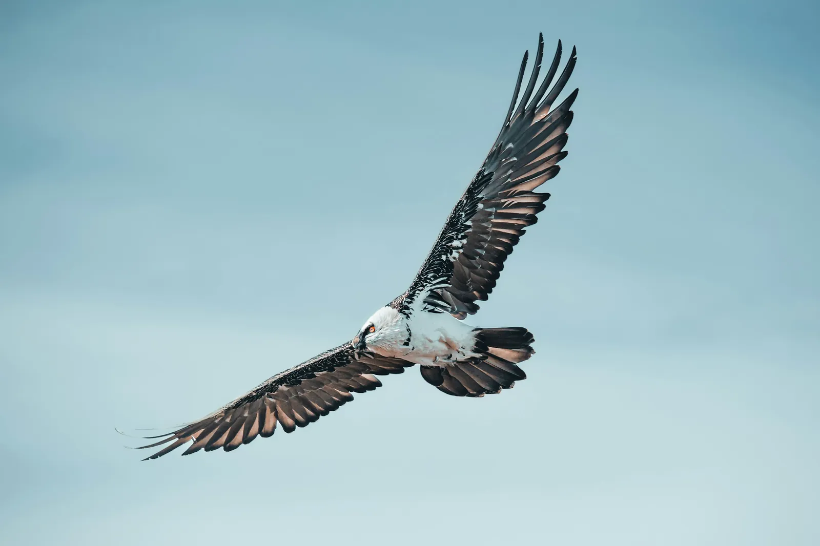 Bartgeier im Flug