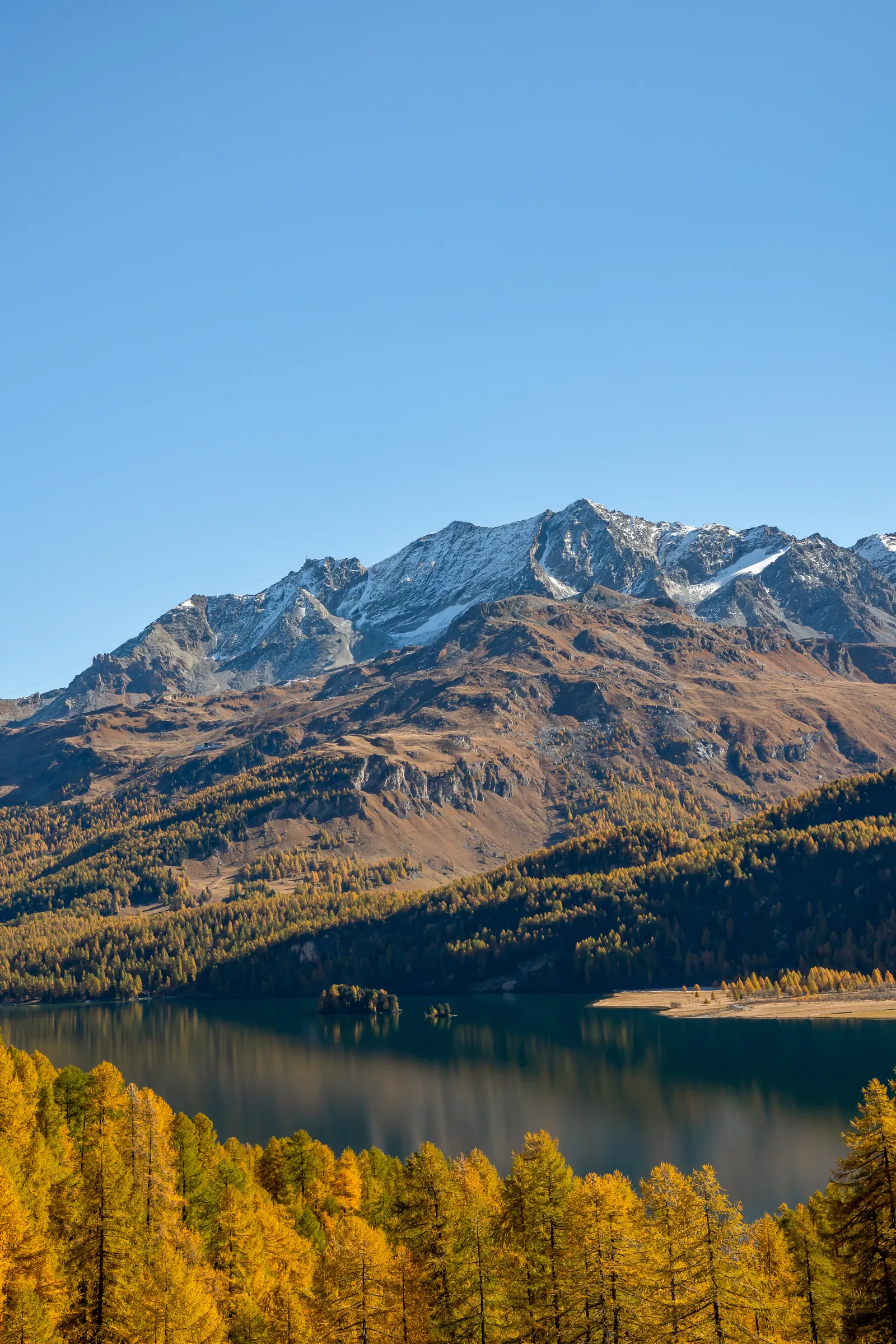 Larici dorati sul lago di Sils, dietro le prime cime innevate