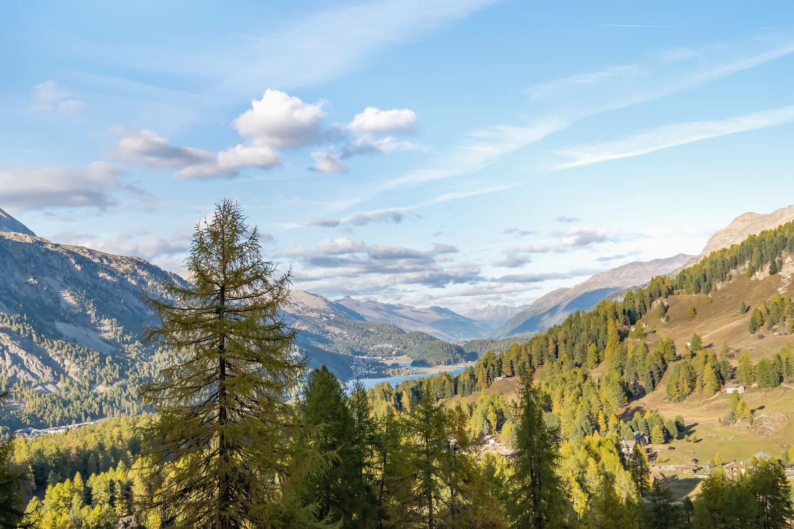 Herbst im Oberengadin, Lärchen und der Blick über den Silsersee