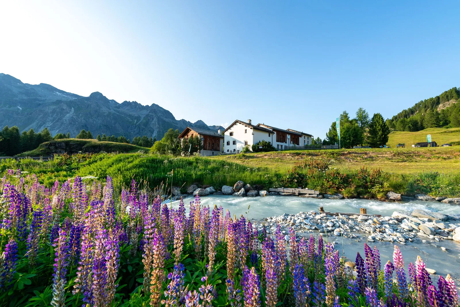 Lupinen am Fexbach, dahinter die Chesa Pool