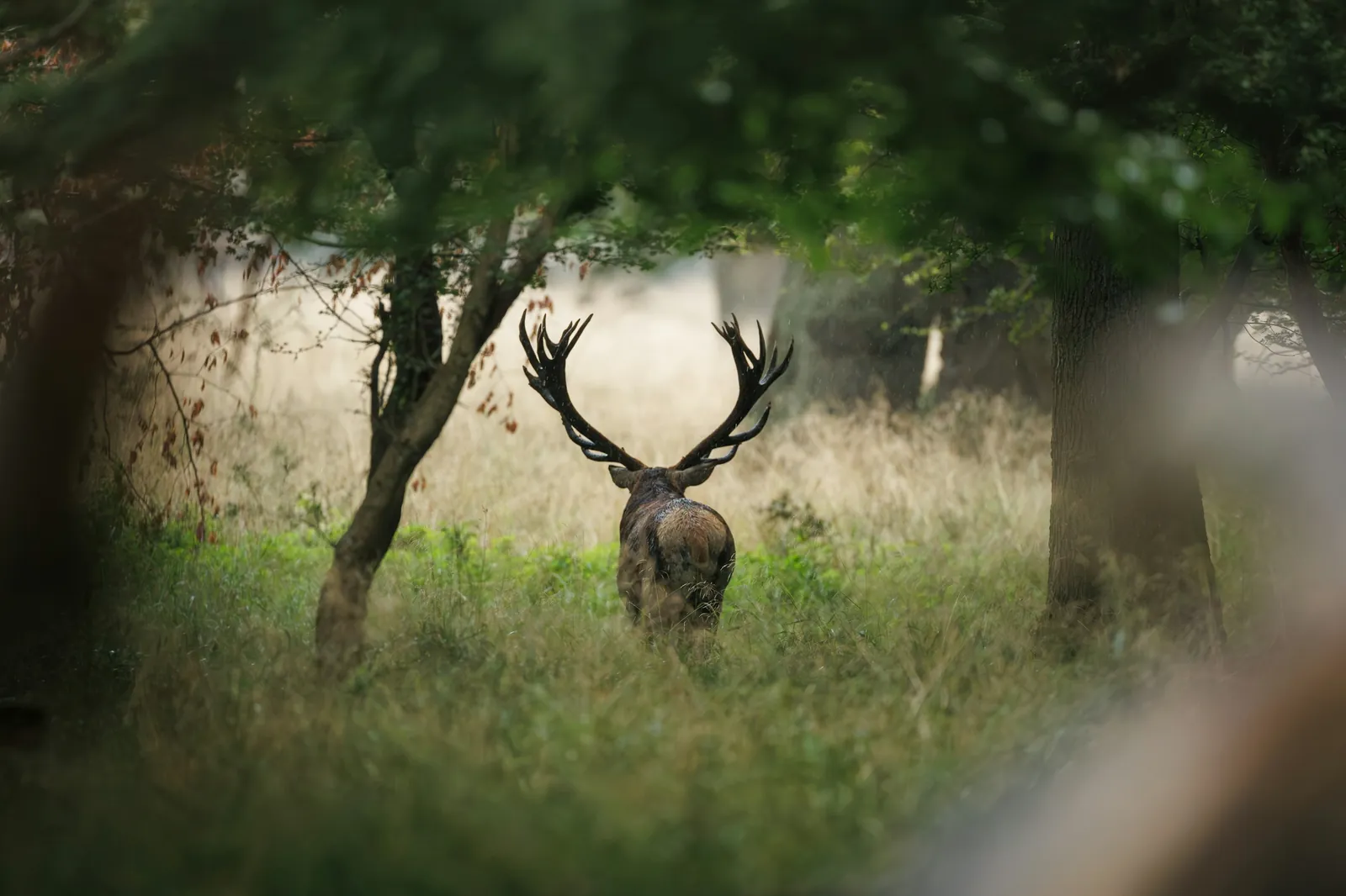 Rothirsch im Wald