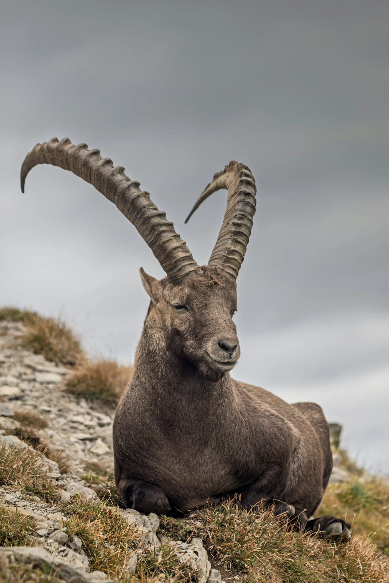 Steinbock, im Fels liegend