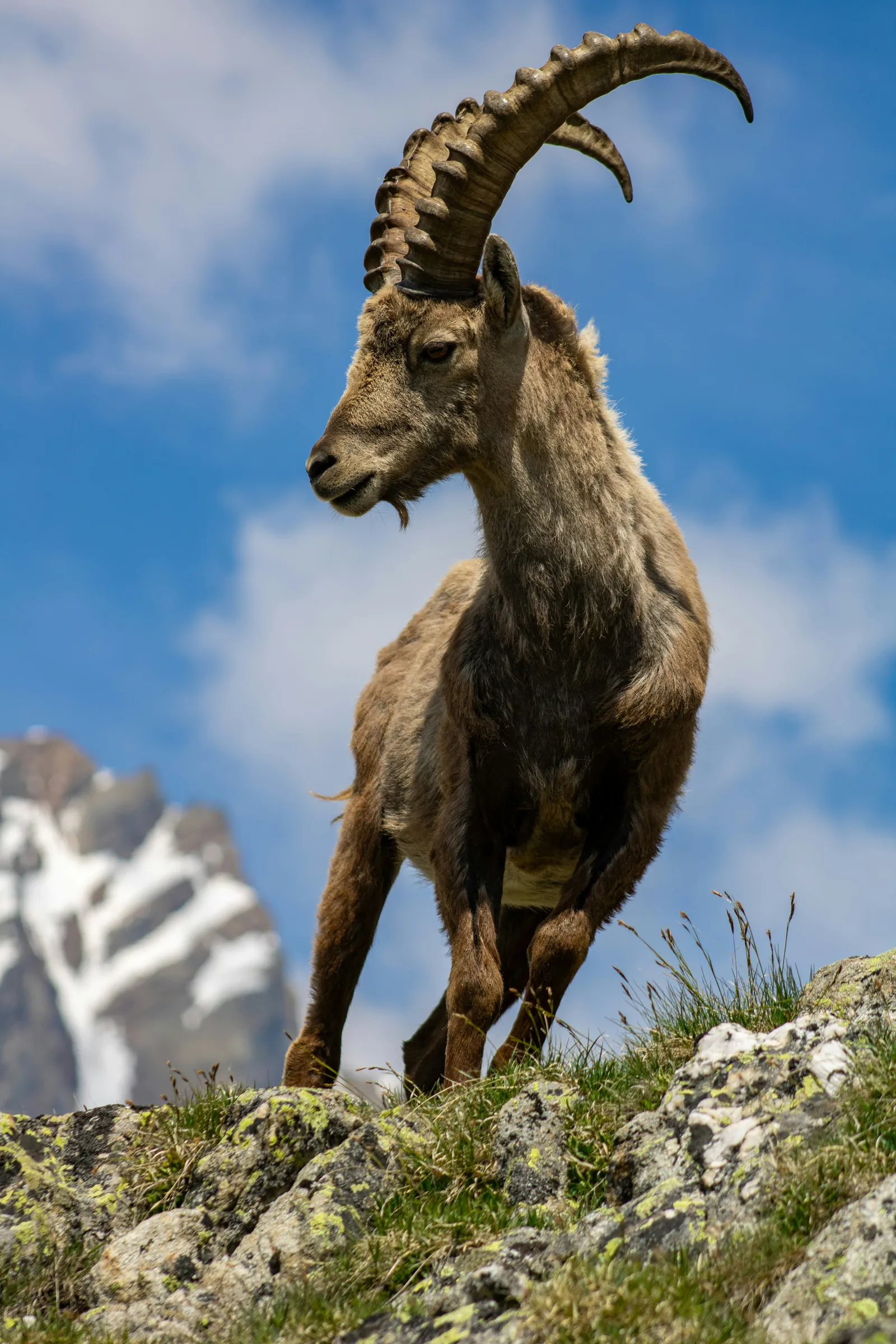 Steinbock auf einem Felsen vor dem Himmel