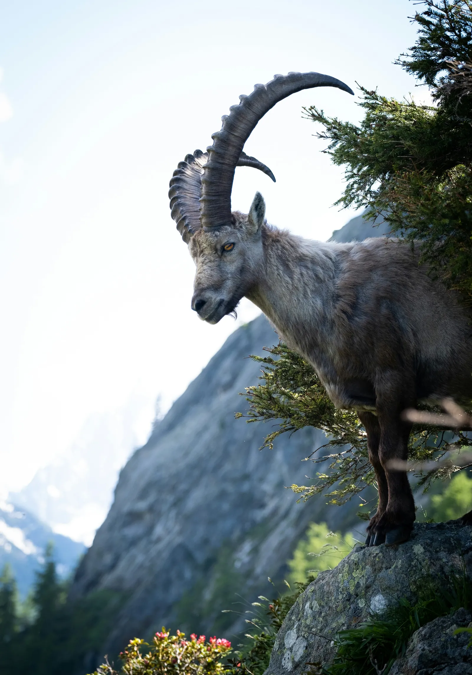 Steinbock an einer Felswand