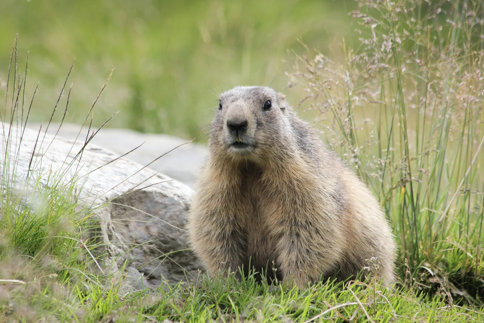 Murmeltier auf der Alpwiese