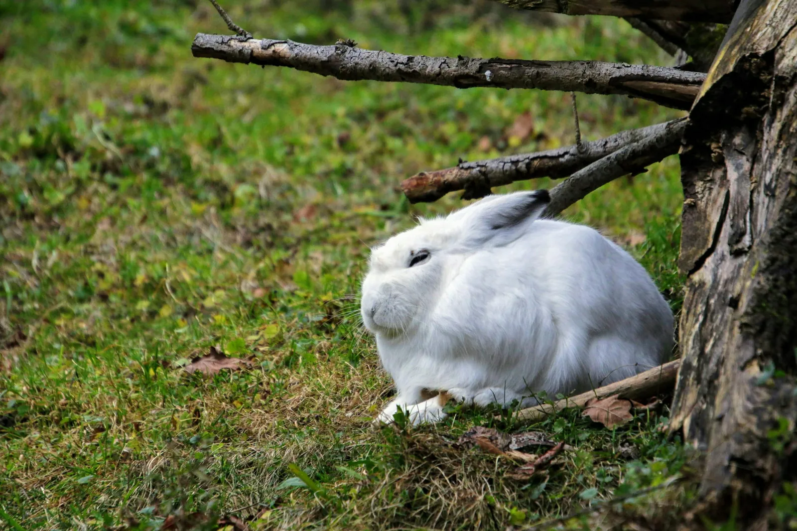 Schneehase im Winterfell