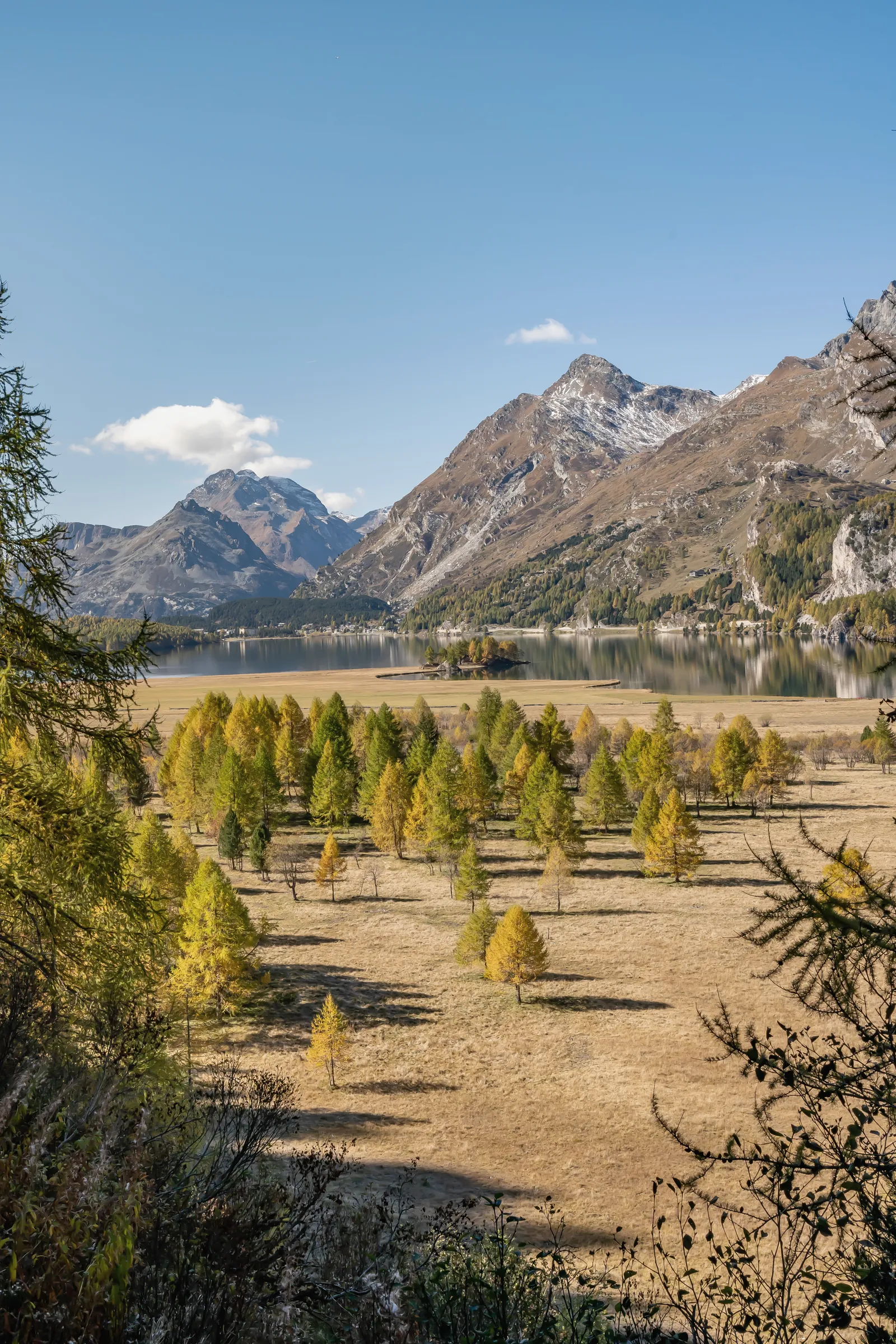 Lärchenwiese im Herbst, dahinter die Berge