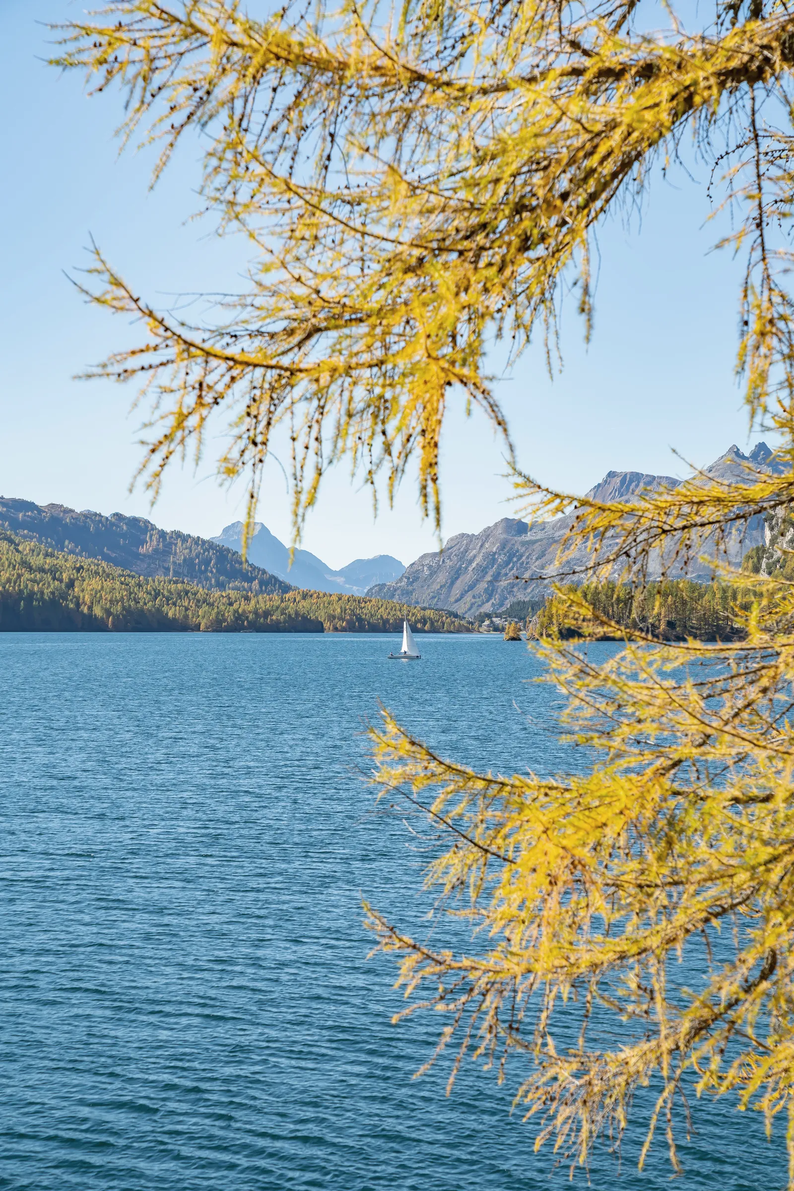 Ein goldener Lärchenzweig über dem Silsersee