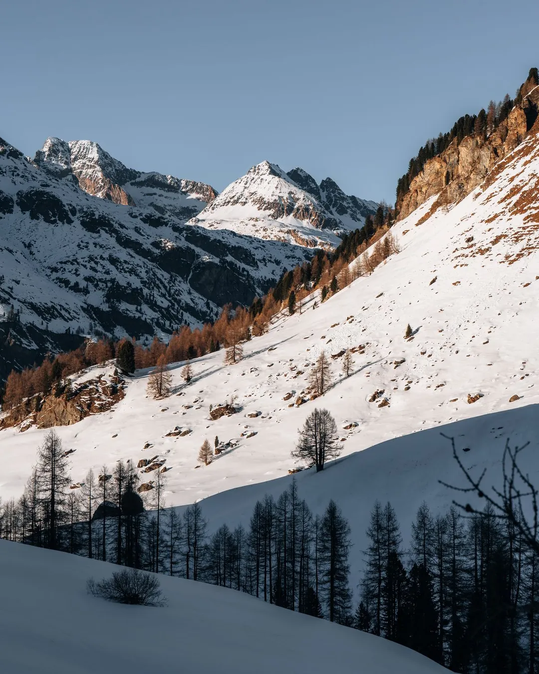 Lärchenhang im Schnee